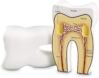 Learning Resources Cross-Section Tooth Model