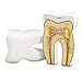 Learning Resources Cross-Section Tooth Model