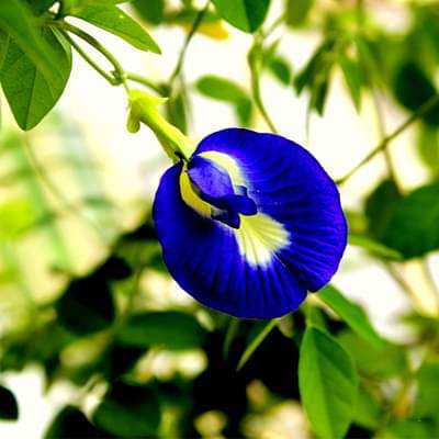 Image of Butterfly Pea Mixed Color Flower Seeds, 35 Count, Double and Single Petals, Medicinal Climbing Vine for Outdoor Garden, Shankhpushpi Hybrid Seeds with Blue, Red, Pink, Yellow Blooms. NLH 3