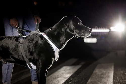 Glow Belka Harness Gray XL