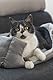 Beeztees Baboo, Katzenbett, grau, 48x37x18 cm