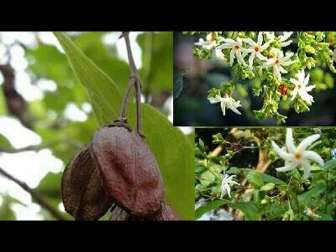 Harsingar/Parijat Seeds (20 Seeds) (B0B2LJJDTM) Amazon Price History, Amazon Price Tracker