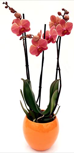 POWERS TO FLOWERS - ORCHIDEA PHALAENOPSIS ARANCIO ANTICO, 3 STELI, VASO 13CM, IN VASO CERAMICA ARANCIO SFERICO, Pianta Vera