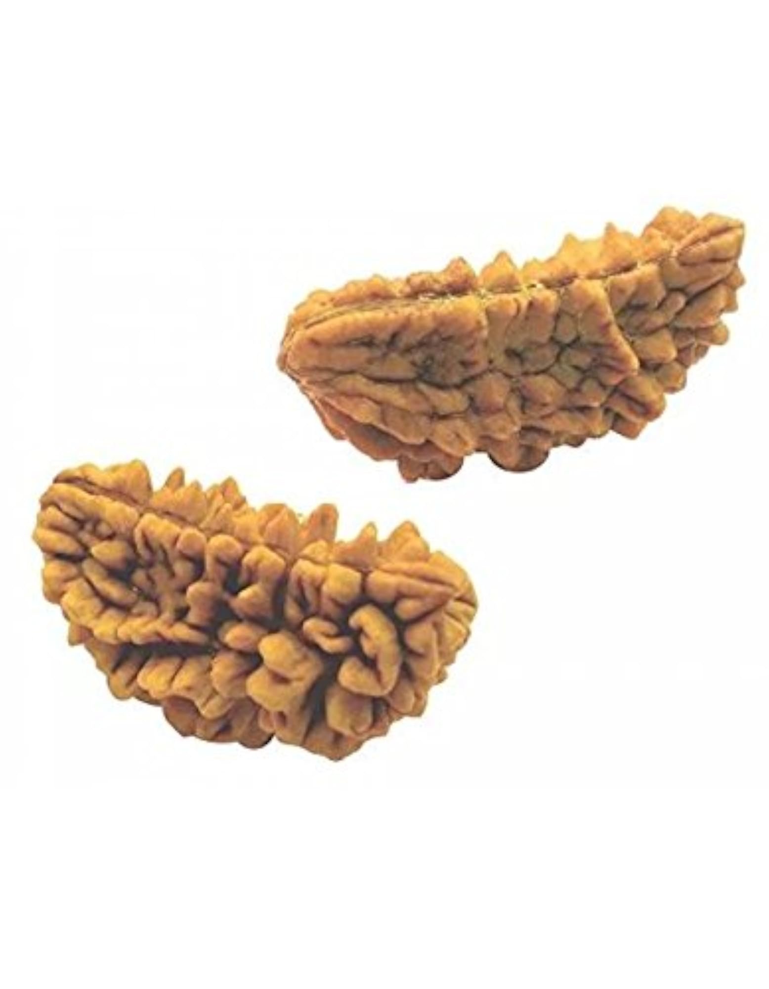 Ek Mukhi Chandrakar Rudraksh Nepal Bead