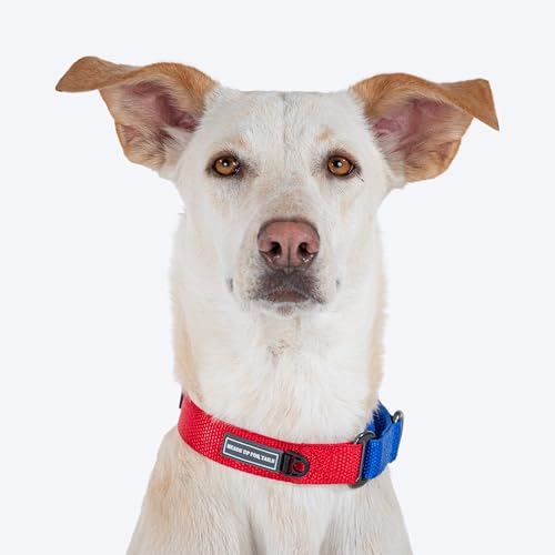 Image of HUFT Martingale Collar - Crimson Red & Cobalt Blue (S) | Durable, Stylish Adjustable Dog Belt for Puppies, Small & Medium Dogs | Perfect Collar for Walking & Everyday Use
