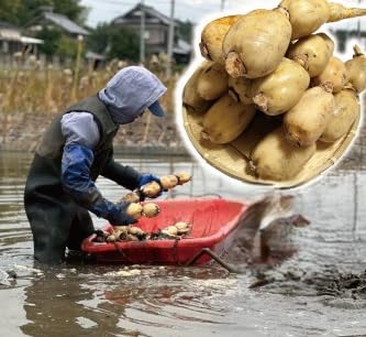 (茨城県かすみがうら市産)シャキシャキ蓮根 霞ヶ浦れんこん2kg 産地厳選