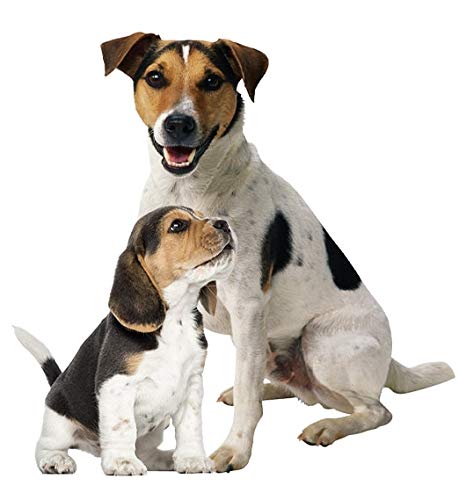 Ração Fitpets Super Premium Sabor Blueberry Cães Adultos 7kg