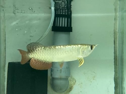 (熱帯魚）アロワナ 過背金龍 13-14ｃｍ ※画像の個体を送ります。20250627-14