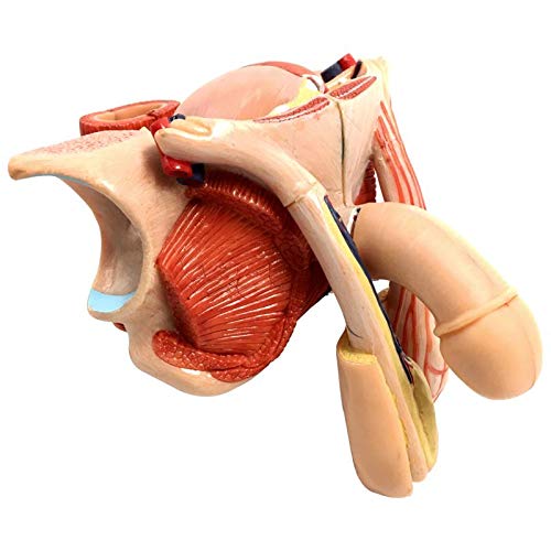 Male Genital Organ Model, Life Size 5-Parts, Median Section, Showing The Penis, Prostate, Bladder, Seminal Vesicle, Spermatic Cord, Testicle, And Rectum, Anatomy Of Male Reproductive System, Male Pelvic Muscles Model #TOP2