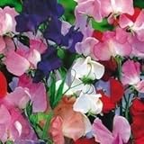Sweet Pea Heirloom 