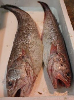 Amazon よろいいたちうお メンタイ １尾800g よろいいたちうお 鮮魚 通販