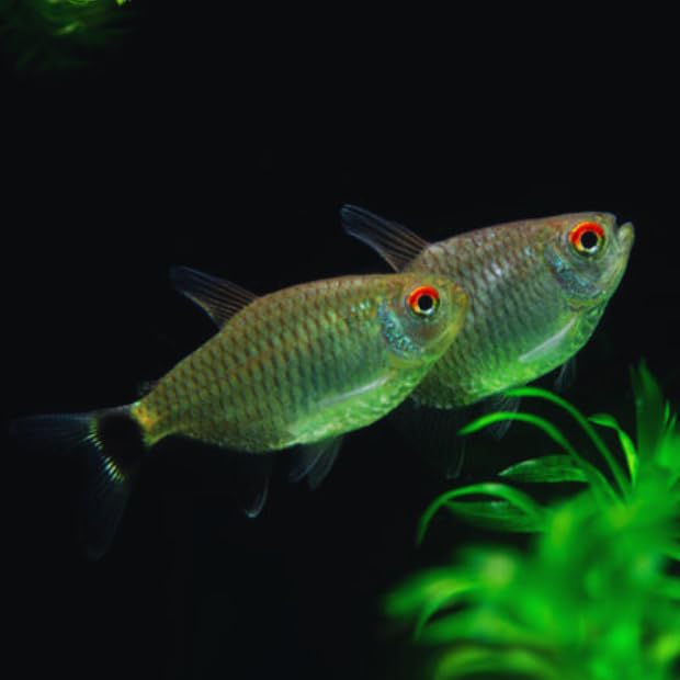 Aquaticheavens Red Eye Tetra ((Pack of 8 Fish...