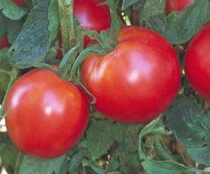 Tomato Bradley 1,000 Seeds