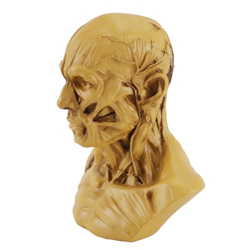 VOANZO Medizinisches Anatomie-Modell, Totenkopf, Muskelknochen, Mini-Größe, Gelb - für Ärzte und Medizinstudenten, Erwachsene, Unisex, Verständnis der menschlichen Schädelanatomie