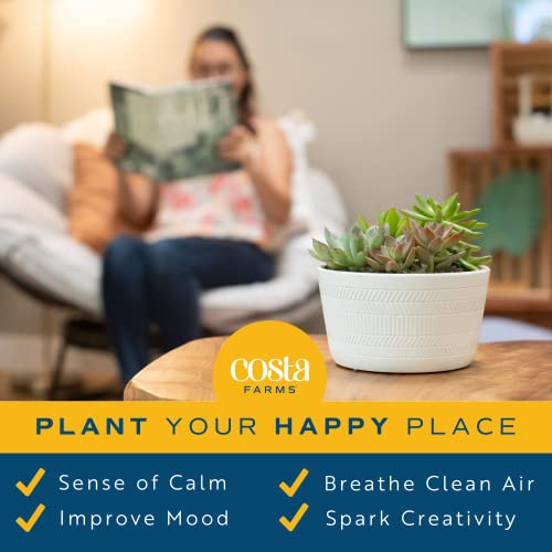 Best Top 10 Mother's Day Gifts: A Comprehensive Buying Guide 15 indoor live plant