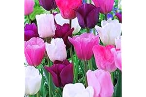 Purple Rain Tulips: A Sea of Violet Delights
