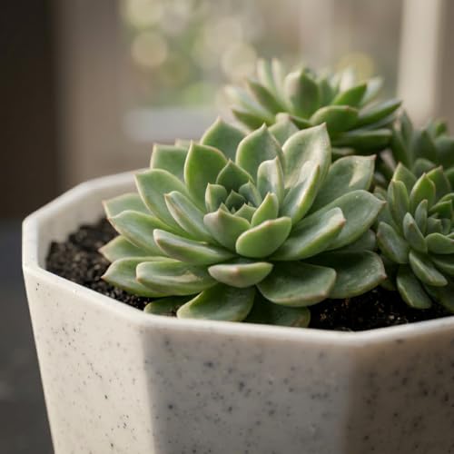 Image of YUCCABE ITALIA SHERA Hexa Round Plastic Flower Pot with Drainage Holes Planter Pot Suitable for Indoor Outdoor Kitchen Garden (Stone White, 8 Inch - 3 Pcs)