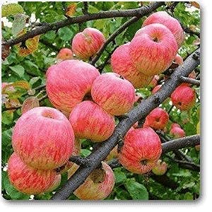 See full amazon price history chart for Mphmi Plant Apple Plantapple plant sab annona squamosa trees fruit Seb Malus - Plant Apple Plant (HRMN-99 Variety Live Grafted Apple Plant) Especially For Hot Climate/Hot Weather (PlantPack of 1 Apple Plant) Mphmi Plant Apple Plantapple plant sab annona squamosa trees fruit Seb Malus - Plant Apple Plant (HRMN-99 Variety Live Grafted Apple Plant) Especially For Hot Climate/Hot Weather (PlantPack of 1 Apple Plant) (B08RSDVTY8) Amazon Price History, Amazon Price Tracker