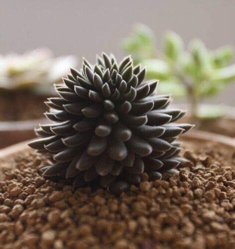 Sinocrassula yunnanensis, rare succulent, 10 seeds (B0892D3916) Amazon Price History, Amazon Price Tracker