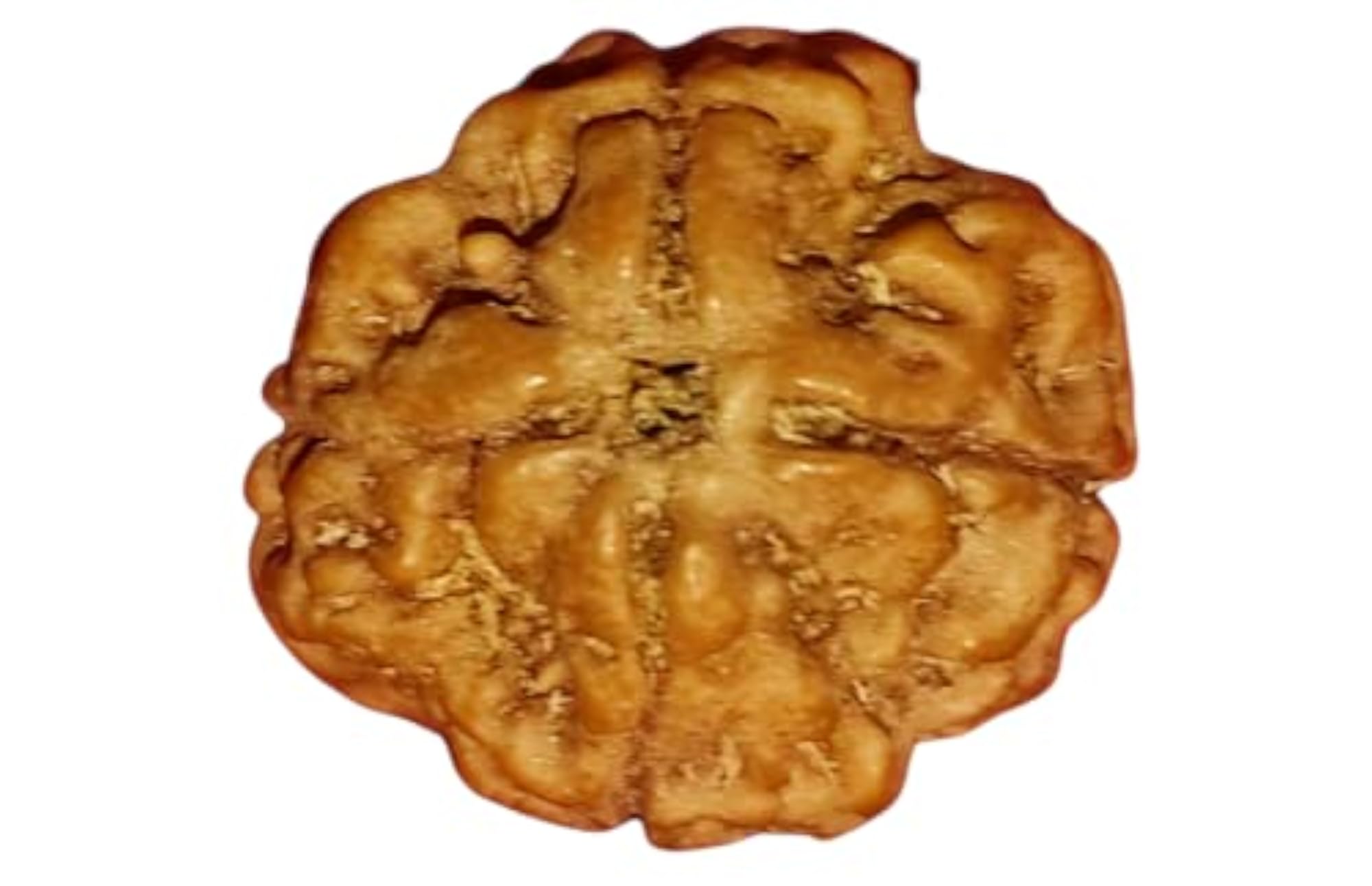 Four Mukhi Nepali Rudraksha Bead, Certified