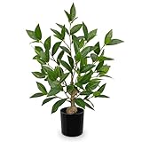 Arborus