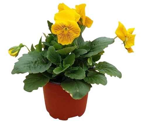 Viola o Pensamiento Natural Flor de Navidad para Ideal tu Jardín