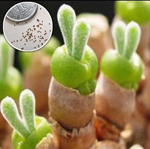 Amazon.co.jp: 多肉植物 うさぎの耳 モニラリア 種子 10粒 年間