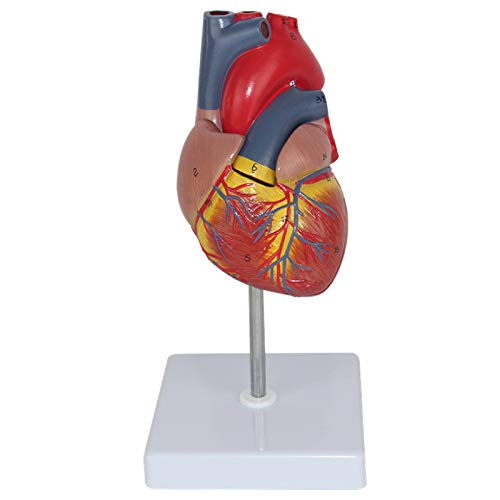 1:1 Human Heart Anatomy Model B Super Colour to Exceed Heart Specimens of Medical Circulation System of Internal Model