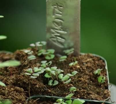 Image of Rama & Krishna Tulsi seeds Combo | Holy basil | Black Shyama | (Rama | Krishna Tulsi Combo)