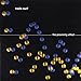 Proximity Effect [Vinyl]