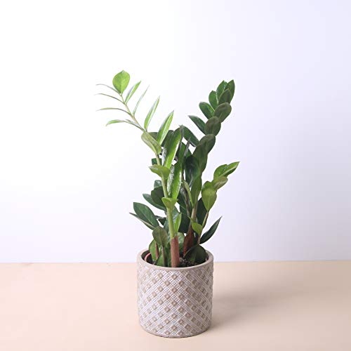 Planta natural Zamioculca a domicilio - Envío gratuito - Altura 40cm y Diámetro 12cm - Plantas decorativas - Exterior e interior - Varios maceteros disponibles. (3. Macetero cuadros)