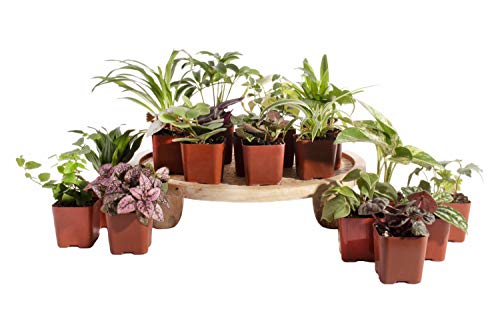 Leaf & Linen Classic Collection 20 HP-2 House Plants, Set of 20, Multi - Thumbnail 2