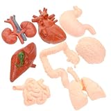 Modèle d'organes : ce modèle anatomique d'organe est idéal pour toute personne travaillant dans le domaine de l'éducation ou de la médecine, parfait pour l'exposition, modèle d'anatomie du poumon