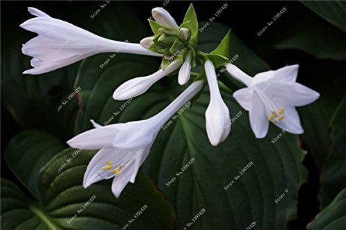 Exotique Hosta Graine de plantes Quatre Saisons fleurs vivaces Mixte Plantain Lily Fleur Couvre-sol Fleur Graine Jardin Fournitures 15 50pcs