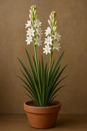Image of Live Green Flower Bulb Tuberose /Rajnigandha Single /Double Petal Fragrance For Home Gardening (Pack Of 10 Bulbs + 1 Free Bulb)