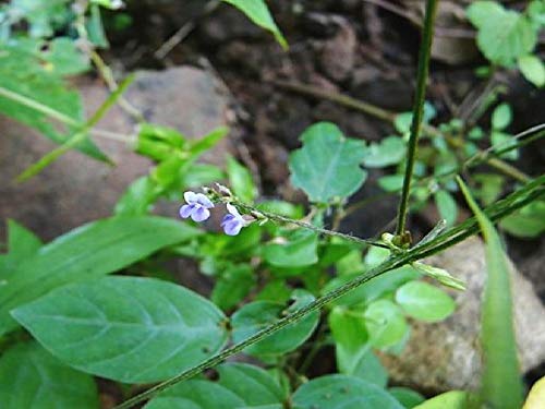 Indiana Blue Wiss Teramnus mollis Ran-udid Mashaparni Kalyan Lomashparnini Mashaparuni Kattulunnu Karu minumullu Adavi uddu Ban-kultha Kalyani Mashani Live Plant