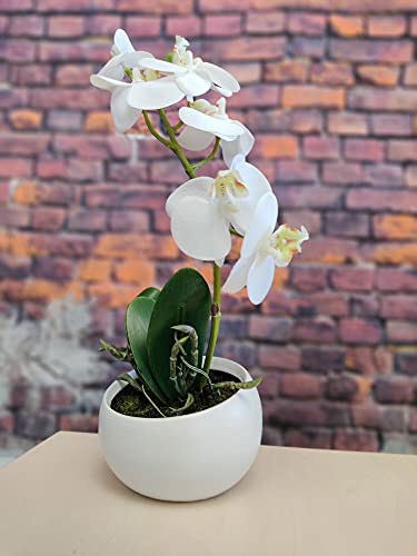 Kunstpflanze Orchidee Phalaenopsis in Keramikschale