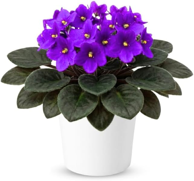 Purple African Violets Live Plants in Pots, Live African Violet Plants House Plant for Indoor Outdoor Décor, 4" Pot, Well-Rooted and Year-Round Blooming