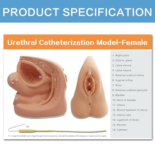 Image of Female Catheterization Model Internal and External Genital Anatomy Model for Clinical Teaching and Medical Education Training Practice, 1 Piece