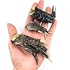 Aazon.co: Heyiwell Real Genuine Alligator Head,Gator Heads 5"~6" Inch
