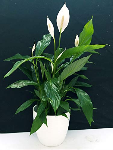 POWERS TO FLOWERS - SPATIFILIUM GRANDIFLORA, SPATIFILLO XXL IN VASO CERAMICA BIANCO A RIGHE, vaso 22cm, pianta vera