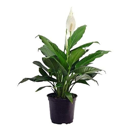 Image of Live Peace lily Flowers original Live Plant with Pot, Air Purifying Plant, Indoor Plants for Living Room, Gifting, Bedroom, Garden,Home Decor (Pece lily Flower Plant) (PECE LILY SINGLE PACK)