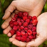 plantéelo en balcones y patios y puede atraer algunos insectos beneficiosos como y mariposas.es una planta popular que puede crear una atmósfera relajante.