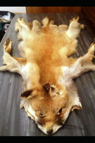 Fourrure technique et tannage Connaissance des techniques - Deuxième édition 2023 Fourreur: Tannage de une peau de renard