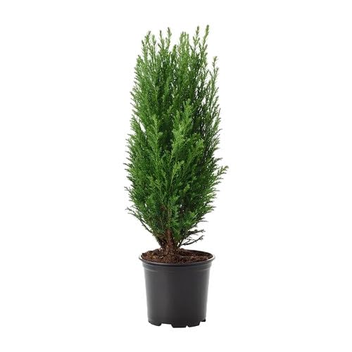 Ciprés Natural - Árbol de Exterior - Fácil de Cuidar