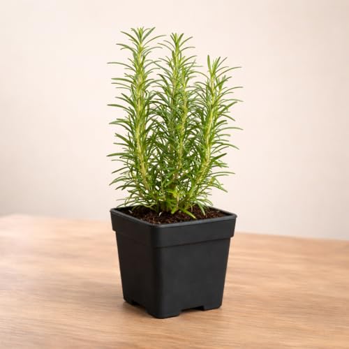 UGAO BHARAT Rosemary Live Plant - Image 5