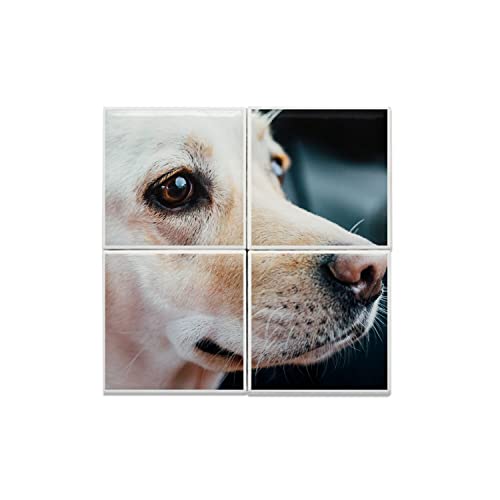 Carreaux céramique décoratifs 15,2x15,2 labrador blanc fresque murale 30,4 cm