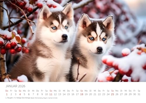 Edition Seidel Premium Kalender Niedliche Hundewelpen 2026 Format DIN A3 Wandkalender Hundekalender Hund Welpe Tierkinder Hunderasse Haustier Melanie Viola