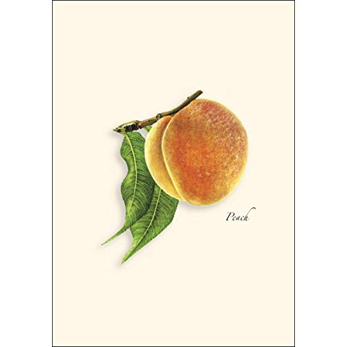 Image of Earth Sky + Water - Peach Notecard Set - 8 Blank Cards with Envelopes