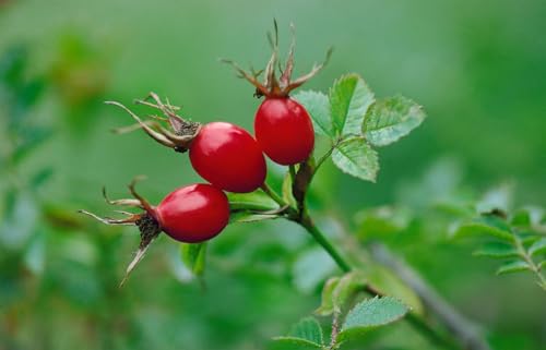 Rosa canina 40–60 cm – Winterhart & Mehrjährig & Pflegeleicht – Hundsrose – Heckenpflanze für Garten & Sichtschutz
